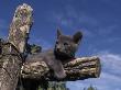Grey Kitten Resting On Logs In Garden, Italy by Adriano Bacchella Limited Edition Print