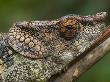 Short-Horned Chameleon Portraits, Madagascar by Edwin Giesbers Limited Edition Print