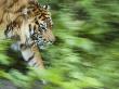 Sumatran Tiger Walking by Edwin Giesbers Limited Edition Print