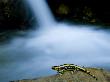 European Salamander On Rock In Stream, Pyrenees, Navarra Region, Spain by Inaki Relanzon Limited Edition Print