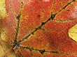 Maple Leaf, New England by Adam Burton Limited Edition Pricing Art Print