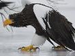 Steller's Sea Eagle Walking Over Ice, Kuril Lake, Kamchatka, Far East Russia by Igor Shpilenok Limited Edition Print