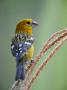 Male Golden-Bellied Grosbeak Chaparri Ecological Reserve, Peru, South America by Eric Baccega Limited Edition Print