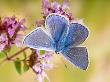 Common Blue Male On Flower Of Marjoram by Andy Sands Limited Edition Pricing Art Print