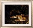 Indian Leopards by John M. Swan Limited Edition Print