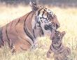Tiger Licking Cub by Patrick Martin Vegue Limited Edition Print