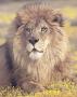 Lion Sitting by Ron Kimball Limited Edition Print