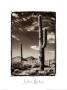 Saguaro Organ Pipe by Saelon Renkes Limited Edition Pricing Art Print