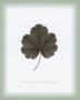 Leaf Xii by William Cahill Limited Edition Pricing Art Print