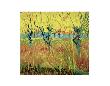 Pollarded Willow And Sunset by Vincent Van Gogh Limited Edition Print