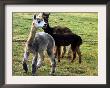 Sheared Alpacas Look Around Their Field August17, 2003, In Sandpoint, Idaho by Jay Cohn Limited Edition Print