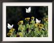 Butterflies Land On Wild Flowers At Boca Chica, Texas by Eric Gay Limited Edition Print