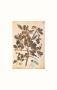 Quercus Robur E Parus Coerculeis by Jacopo Ligozzi Limited Edition Print