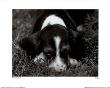 Sniff by Sharon Beals Limited Edition Print