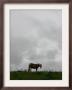 Horse Stands On A Rainy Meadow, St. Peter, Germany by Winfried Rothermel Limited Edition Print