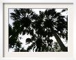 Sabal Palms Near Border Fence, Brownsville, Texas by Eric Gay Limited Edition Print