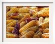 View Of Ears Of Organic Corn In Bussunaritz, Southwestern France, Saturday, October 28, 2006 by Bob Edme Limited Edition Pricing Art Print