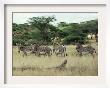 Zebras Pause On The Savannah In The Shaba Game Reserve by Chris Tomlinson Limited Edition Print