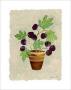 Fig Tree by Sophie Adde Limited Edition Print