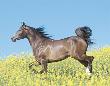Running Horse In Field by Ron Kimball Limited Edition Pricing Art Print