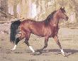 Horse On Beach by Ron Kimball Limited Edition Print