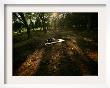 A Japanese Man Naps Among The Trees Inside Tokyo's Yoyogi Park Tuesday, June 27, 2006 by David Guttenfelder Limited Edition Pricing Art Print