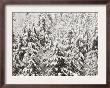 Heavy Snow Hangs On Trees Along Hurricane Ridge by Jeffrey Phelps Limited Edition Pricing Art Print