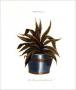 Aloe Africana Serrata by Johann Wilhelm Weinmann Limited Edition Pricing Art Print