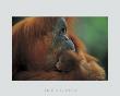 Orangutan by Anup & Manoj Shah Limited Edition Print