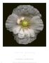 White Poppy by Harold Feinstein Limited Edition Pricing Art Print