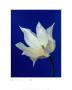 Tulip Nature's White On Deep Blue by Masao Ota Limited Edition Pricing Art Print
