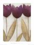 Tulip Series Xxviii by Scott Olson Limited Edition Print