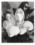 White Magnolia by Hornbuckle Limited Edition Print