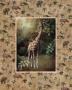 Safari, Giraffe by T. C. Chiu Limited Edition Print