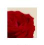 Rose, Dark Red On White by Michael Banks Limited Edition Print