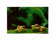 Red Eyed Tree Frogs by Chase Swift Limited Edition Print