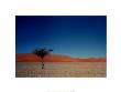 Desert Tree, Namibia by J. P. Nacivet Limited Edition Print