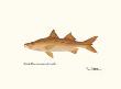 Snook by Ron Pittard Limited Edition Pricing Art Print