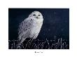 Snowy Owl by Debbie Dubois Limited Edition Pricing Art Print