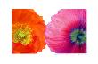 Papaver by Barbara Bordnick Limited Edition Print