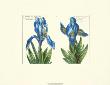 Floral Plate Ix by Crispijn De Passe Limited Edition Print