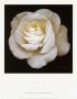 Cream Rose by Harold Feinstein Limited Edition Print