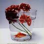 Goldfish by Camille Soulayrol Limited Edition Print
