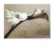 Calla-Anemone by Steven N. Meyers Limited Edition Pricing Art Print