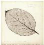 Persimmon Leaf by Booker Morey Limited Edition Print