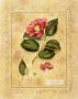 Camelia Japonica by Tara Blomquist Limited Edition Pricing Art Print