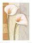 Two White Callas by Marita Stock Limited Edition Pricing Art Print