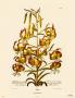 Lilium by Christoph Jacob Trew Limited Edition Pricing Art Print