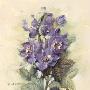 Delphinium Magic by Paul Mathenia Limited Edition Print