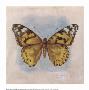 Painted Lady Butterfly by Consuelo Gamboa Limited Edition Print